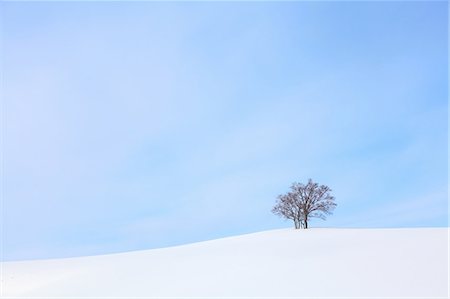 Beech tree standing in a snowy field Photographie de stock - Premium Libres de Droits, Code: 622-06842073