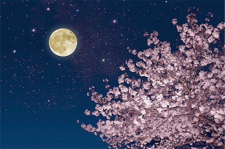Moon stars and cherry blossoms Foto de stock - Sin royalties Premium, Código: 622-06842080