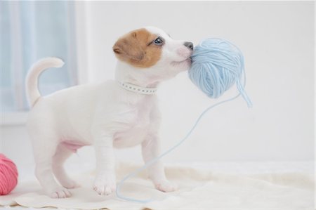 Jack Russell Terrier Photographie de stock - Premium Libres de Droits, Code: 622-06842094
