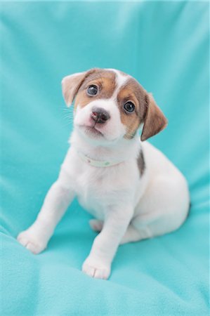 simsearch:622-06842134,k - Jack Russell Terrier Fotografie stock - Premium Royalty-Free, Codice: 622-06842099