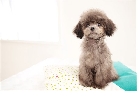 desgreñado - Toy poodle Foto de stock - Sin royalties Premium, Código: 622-06842107