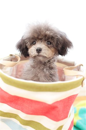 desgreñado - Toy poodle Foto de stock - Sin royalties Premium, Código: 622-06842114