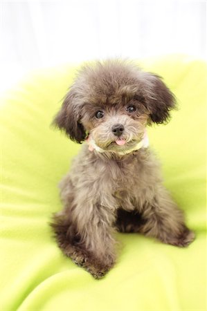 Toy poodle Fotografie stock - Premium Royalty-Free, Codice: 622-06842117