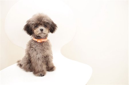Toy poodle Photographie de stock - Premium Libres de Droits, Code: 622-06842110