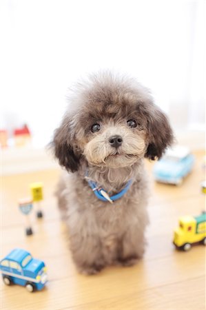 dog pets group - Toy poodle Stock Photo - Premium Royalty-Free, Code: 622-06842111