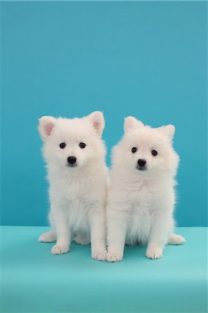 family, isolated, full length - Spitz pets Stock Photo - Premium Royalty-Free, Code: 622-06842127