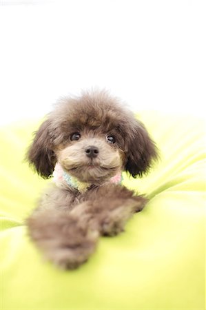 dog in pillows - Toy poodle Stock Photo - Premium Royalty-Free, Code: 622-06842121