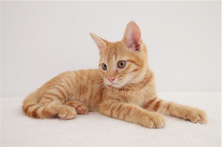 simsearch:6113-06626242,k - Cat Foto de stock - Sin royalties Premium, Código: 622-06842158