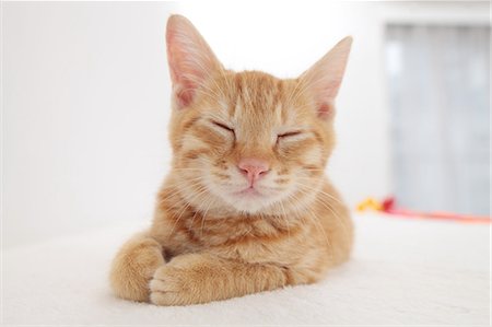 Cat Stock Photo - Premium Royalty-Free, Code: 622-06842159