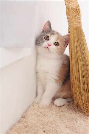 pussy room pic - Cat Stock Photo - Premium Royalty-Free, Code: 622-06842179