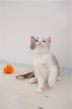 Cat Stock Photo - Premium Royalty-Free, Code: 622-06842191