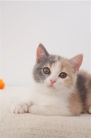 Cat Stock Photo - Premium Royalty-Free, Code: 622-06842193