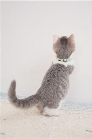 Cat Stock Photo - Premium Royalty-Free, Code: 622-06842208