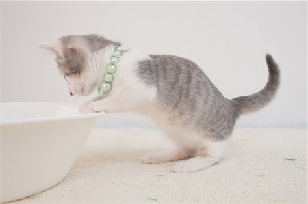 Cat Stock Photo - Premium Royalty-Free, Code: 622-06842212