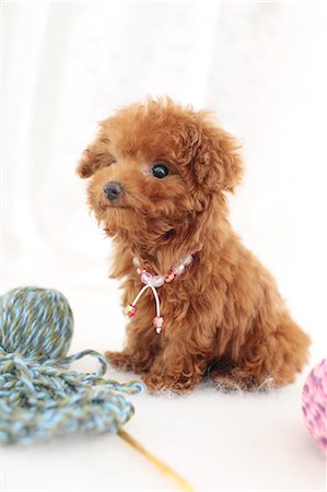 desgreñado - Toy poodle Foto de stock - Sin royalties Premium, Código: 622-06842226