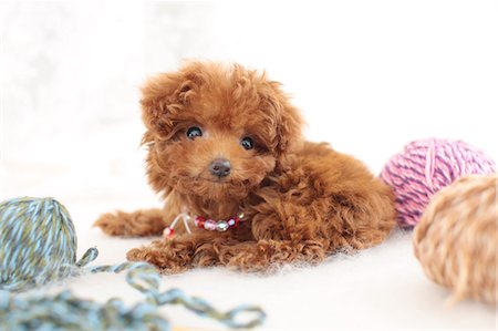 family, isolated, full length - Toy poodle Stock Photo - Premium Royalty-Free, Code: 622-06842227