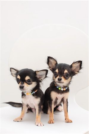 simsearch:622-06900315,k - Chihuahua pets Photographie de stock - Premium Libres de Droits, Code: 622-06842220