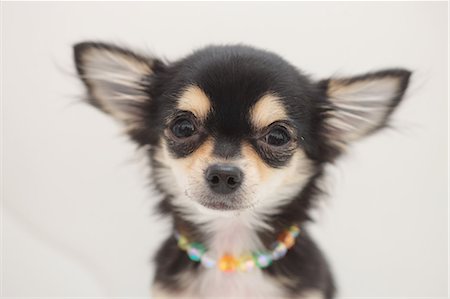 puppy studio - Chihuahua Stock Photo - Premium Royalty-Free, Code: 622-06842221