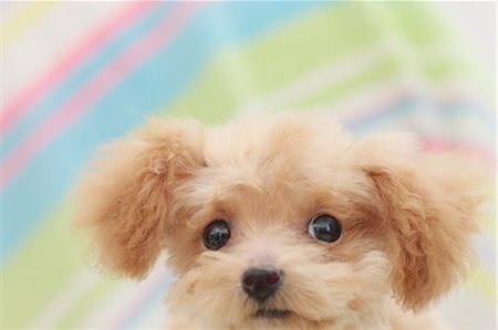 pudel - Toy poodle Stockbilder - Premium RF Lizenzfrei, Bildnummer: 622-06842234