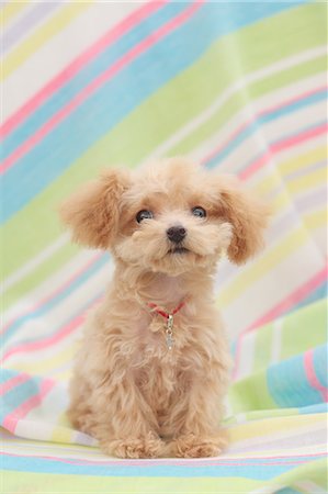 desgreñado - Toy poodle Foto de stock - Sin royalties Premium, Código: 622-06842236