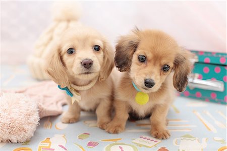 dachshund - Miniature dachshund pets Stock Photo - Premium Royalty-Free, Code: 622-06842249