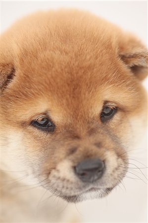 sad animal faces - Shiba inu Stock Photo - Premium Royalty-Free, Code: 622-06842241