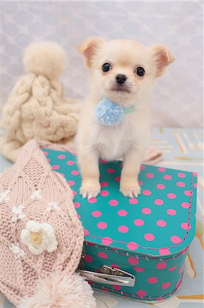 Chihuahua Stock Photo - Premium Royalty-Free, Code: 622-06842254