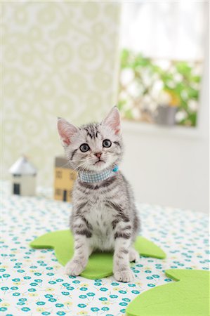 simsearch:622-06900399,k - American Shorthair Stock Photo - Premium Royalty-Free, Code: 622-06842266