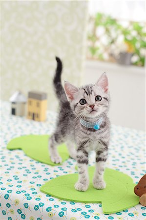 pussy room pic - American Shorthair Stock Photo - Premium Royalty-Free, Code: 622-06842267