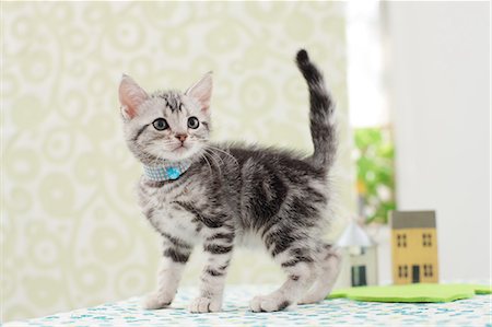 simsearch:6113-06626242,k - American Shorthair Stock Photo - Premium Royalty-Free, Code: 622-06842262