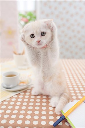 Scottish Fold Foto de stock - Sin royalties Premium, Código: 622-06842274