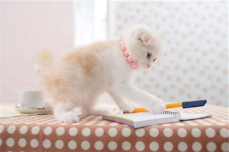 stationery - Scottish Fold Stock Photo - Premium Royalty-Free, Code: 622-06842275