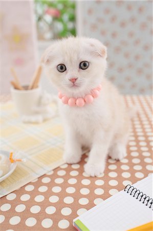 simsearch:622-06842050,k - Scottish Fold Stock Photo - Premium Royalty-Free, Code: 622-06842273