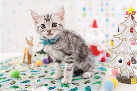 family table christmas - American Shorthair Photographie de stock - Premium Libres de Droits, Code: 622-06842286