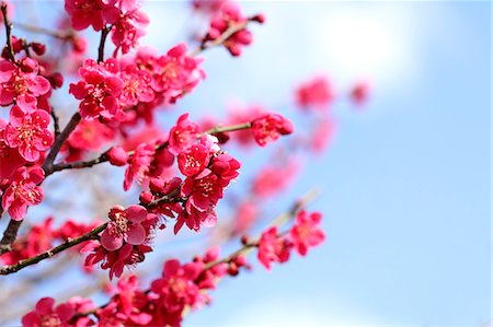 Plum blossoms Photographie de stock - Premium Libres de Droits, Code: 622-06842289