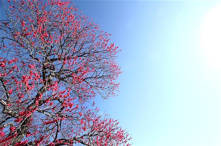 simsearch:622-07810978,k - Plum blossoms Stock Photo - Premium Royalty-Free, Code: 622-06842293