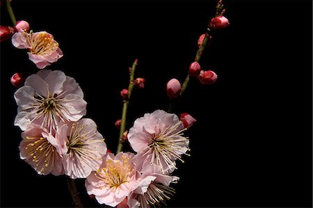 prune (fruit) - Plum blossoms Photographie de stock - Premium Libres de Droits, Code: 622-06842309