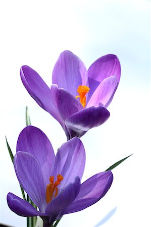 purple flower closeup - Crocus flowers Stock Photo - Premium Royalty-Free, Code: 622-06842300