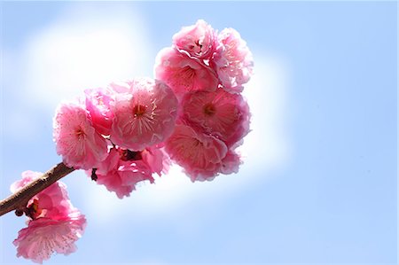 simsearch:622-06842370,k - Plum blossoms Stockbilder - Premium RF Lizenzfrei, Bildnummer: 622-06842302