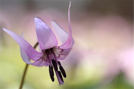 simsearch:622-07811092,k - Japanese dogs tooth violet Stock Photo - Premium Royalty-Free, Code: 622-06842326