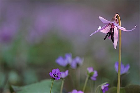 simsearch:622-07811092,k - Japanese dogs tooth violet Stock Photo - Premium Royalty-Free, Code: 622-06842335