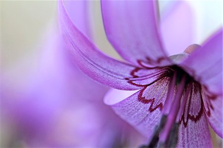 simsearch:622-07811092,k - Japanese dogs tooth violet Stock Photo - Premium Royalty-Free, Code: 622-06842339