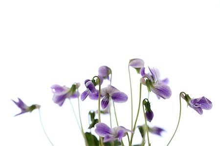 Violet flowers Stockbilder - Premium RF Lizenzfrei, Bildnummer: 622-06842340