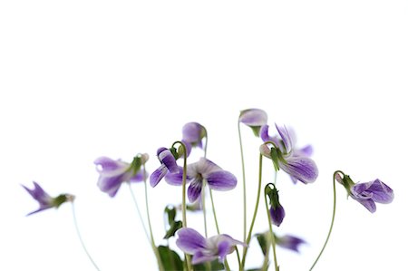 purple flowers on white background - Violet flowers Stock Photo - Premium Royalty-Free, Code: 622-06842340