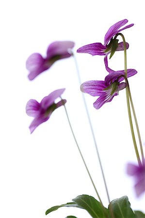 Violet flowers Stockbilder - Premium RF Lizenzfrei, Bildnummer: 622-06842342