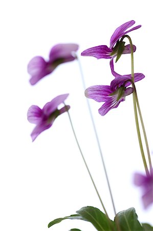 Violet flowers Stock Photo - Premium Royalty-Free, Code: 622-06842342