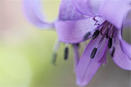 simsearch:622-07811092,k - Japanese dogs tooth violet Stock Photo - Premium Royalty-Free, Code: 622-06842343