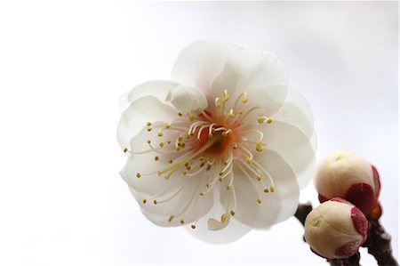 Plum blossom Foto de stock - Sin royalties Premium, Código: 622-06842350