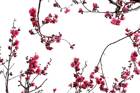 fiore - Plum blossoms Fotografie stock - Premium Royalty-Free, Codice: 622-06842361