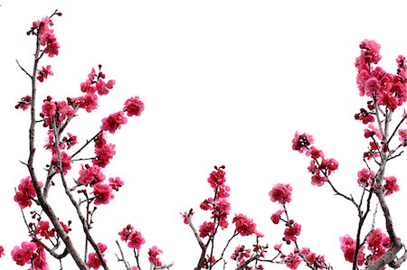 red fruit and white background - Plum blossoms Stock Photo - Premium Royalty-Free, Code: 622-06842362